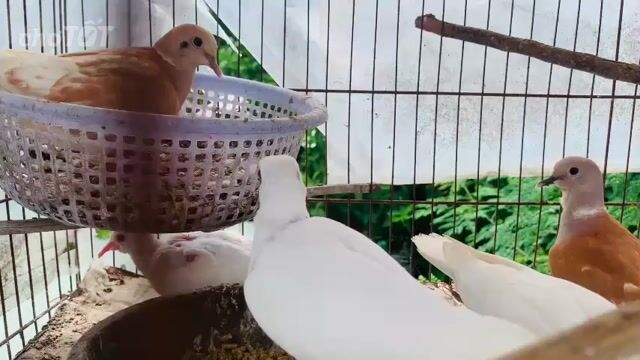 thanh lý bầy cu pháp thả avii. Mua bán Chim tại Quận Ninh Kiều Cần Thơ được đăng bởi Nguyen Van Duong  hình 1