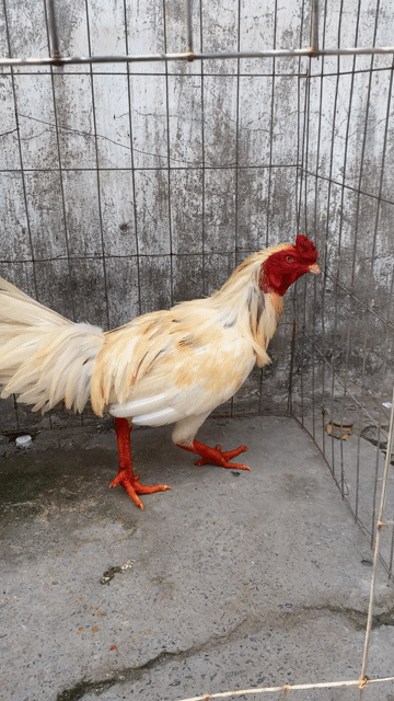 bướm 3k yếu. Mua bán Gà tại Huyện Bình Chánh Tp Hồ Chí Minh được đăng bởi Văn Mãnh hình 1