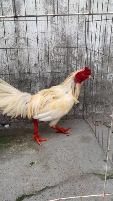 bướm 3k yếu. Mua bán Gà tại Huyện Bình Chánh Tp Hồ Chí Minh được đăng bởi Văn Mãnh hình 1