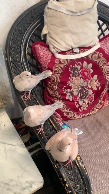 Chim bồ câu Cu Pháp trưởng thành 2 trống. Mua bán Chim tại Quận 12 Tp Hồ Chí Minh được đăng bởi Nguyễn Chí Nghiêm  hình 1