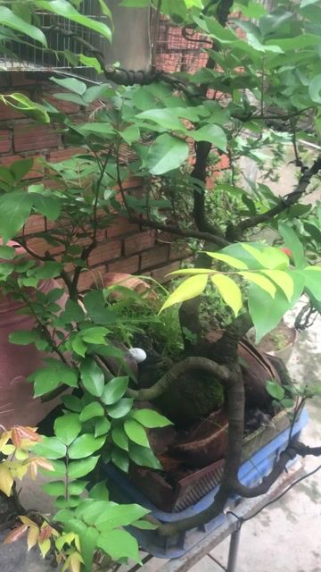 Cây khế chua Bonsai. Mua bán Cây cảnh, đồ trang trí tại Huyện Lai Vung Đồng Tháp được đăng bởi Lập Gà Đá hình 1