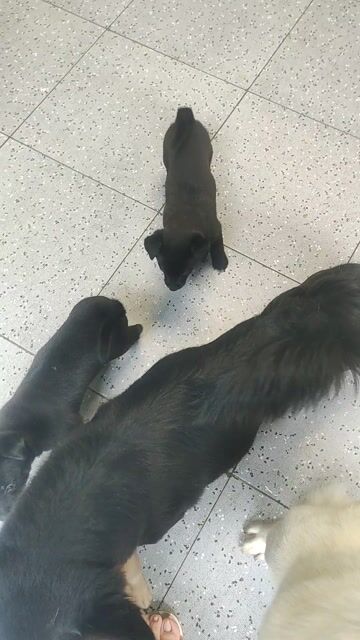 Chó ta đen tứ túc hoa mai 2 tháng. Mua bán Chó tại Huyện Cần Giuộc Long An được đăng bởi Trương Lê hình 1