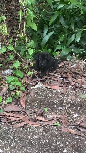 chó labrado cần nhượng lại. Mua bán Chó tại Huyện Nhơn Trạch Đồng Nai được đăng bởi Hjen hình 1