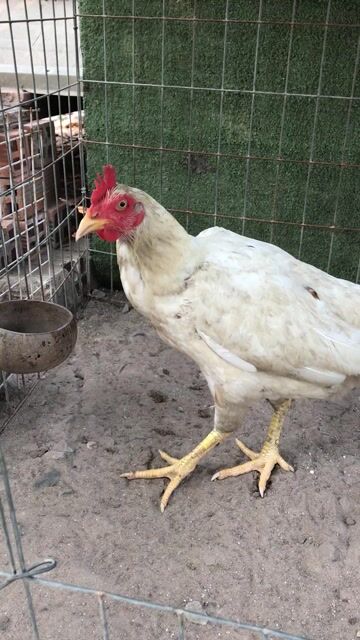 Bướm 2kg4. Mua bán Gà tại Huyện Củ Chi Tp Hồ Chí Minh được đăng bởi Trần Minh Tâm hình 1