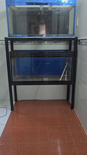 Hồ cá kính 1m x 50cm x 45cm kèm phụ kiện. Mua bán Phụ kiện, Thức ăn, Dịch vụ tại Quận Tân Bình Tp Hồ Chí Minh được đăng bởi Lê Thành hình 1