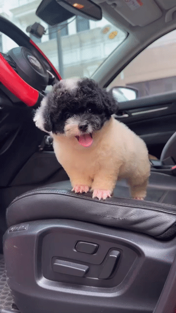 Chó Poodle Bò sữa 2,5 tháng đã tiêm. Mua bán Chó tại Quận Hoàng Mai Hà Nội được đăng bởi Nguyên Mai hình 1