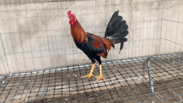 trang trại gà tre mỹ nguyễn đoàn. Mua bán Gà tại Huyện Xuân Lộc Đồng Nai được đăng bởi Nguyễn Đoàn hình 1