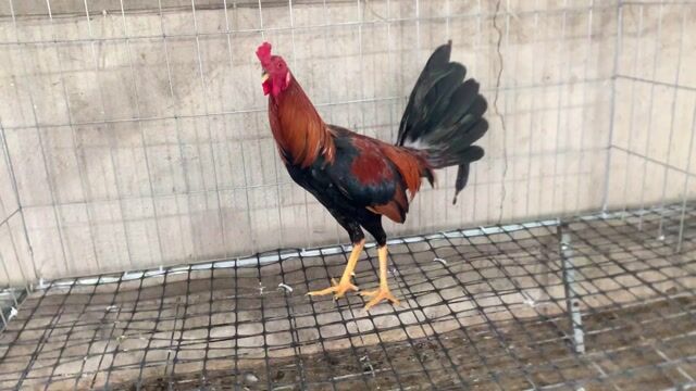 trang trại gà tre mỹ nguyễn đoàn. Mua bán Gà tại Huyện Xuân Lộc Đồng Nai được đăng bởi Nguyễn Đoàn hình 1