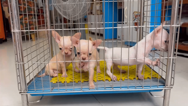 Chó Chihuahua đực kem vàng. Mua bán Chó tại Quận Gò Vấp Tp Hồ Chí Minh được đăng bởi Biên Nguyên hình 1