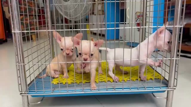Chó Chihuahua đực kem vàng. Mua bán Chó tại Quận Gò Vấp Tp Hồ Chí Minh được đăng bởi Biên Nguyên hình 1