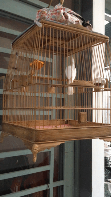 Chim cảnh Bạch trắng. Mua bán Chim tại Quận Cẩm Lệ Đà Nẵng được đăng bởi Hung hình 1