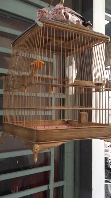 Chim cảnh Bạch trắng. Mua bán Chim tại Quận Cẩm Lệ Đà Nẵng được đăng bởi Hung hình 1
