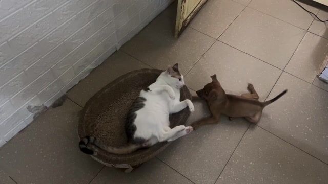 TÌM CHỦ YÊU CHO EM PHỐC HƯƠU. Mua bán Chó tại Thành phố Thanh Hóa Thanh Hóa được đăng bởi Hạ Duy Quý hình 1