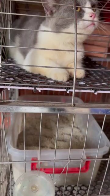 đã bán. Mua bán Mèo tại Thành phố Rạch Giá Kiên Giang được đăng bởi Thuỷ Tiên hình 1