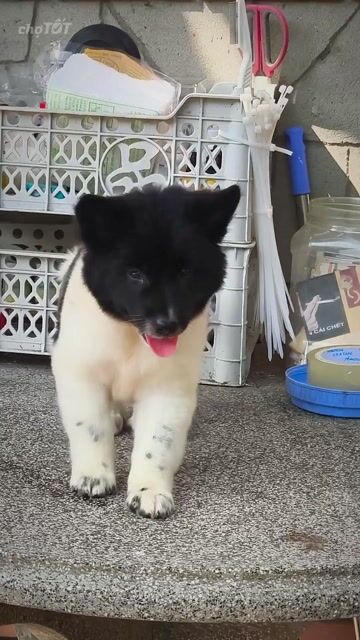 Chó Gấu Bắc Hà Tai Dựng + Móng Đeo Kép Tổng 6 Móng. Mua bán Chó tại Quận Gò Vấp Tp Hồ Chí Minh được đăng bởi Shop SH Và Chó Cộc Sài Gòn hình 1