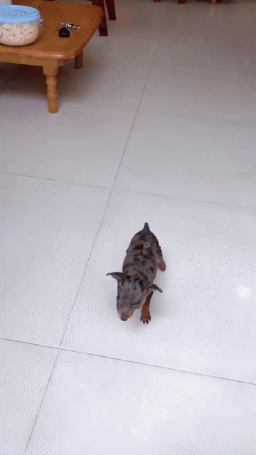Fox hươu  cái 2 tháng màu loang. Mua bán Chó tại Quận Gò Vấp Tp Hồ Chí Minh được đăng bởi Biên Nguyên hình 1