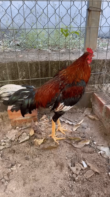 Gà chọi Đỏ đen 2.3kg Đực. Mua bán Gà tại Huyện Đất Đỏ Bà Rịa - Vũng Tàu được đăng bởi Phong CHICKEN hình 1
