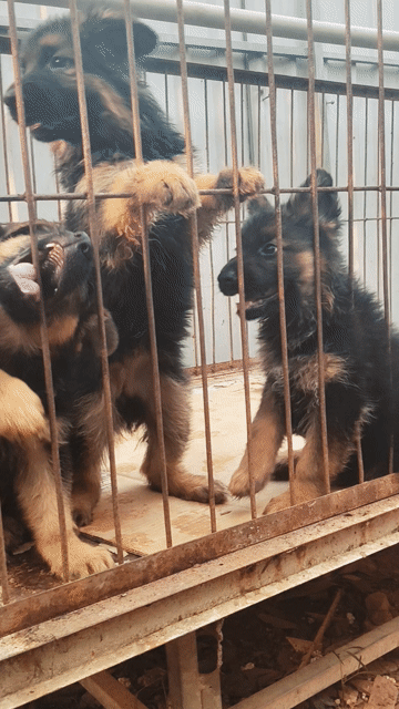 Chó Becgie Đức Đen vàng. Mua bán Chó tại Thị xã Bến Cát Bình Dương được đăng bởi Malinois bình dương  hình 1