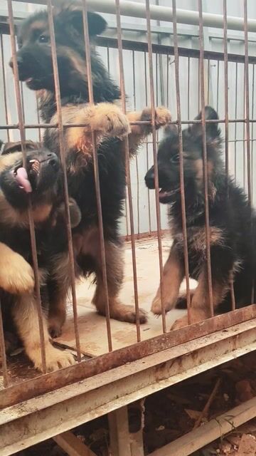 Chó Becgie Đức Đen vàng. Mua bán Chó tại Thị xã Bến Cát Bình Dương được đăng bởi Malinois bình dương  hình 1
