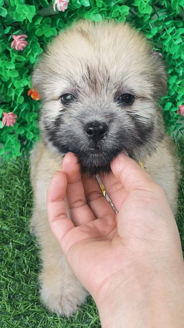 NHẬT LAI POODLE MẶT SIÊU CƯNG. Mua bán Chó tại Huyện Hóc Môn Tp Hồ Chí Minh được đăng bởi Cún xinh nhà TaDa hình 1