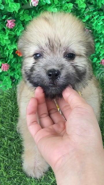 NHẬT LAI POODLE MẶT SIÊU CƯNG. Mua bán Chó tại Huyện Hóc Môn Tp Hồ Chí Minh được đăng bởi Cún xinh nhà TaDa hình 1