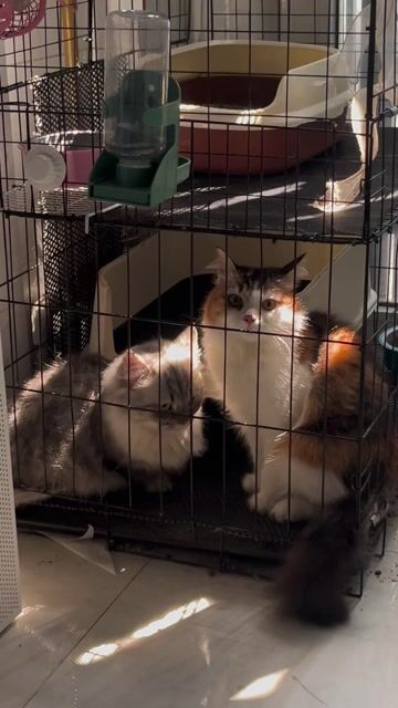 Mèo tam thể lông dài cái 1 tuổi đã tiêm. Mua bán Mèo tại Quận Tân Phú Tp Hồ Chí Minh được đăng bởi Trang Đài hình 1