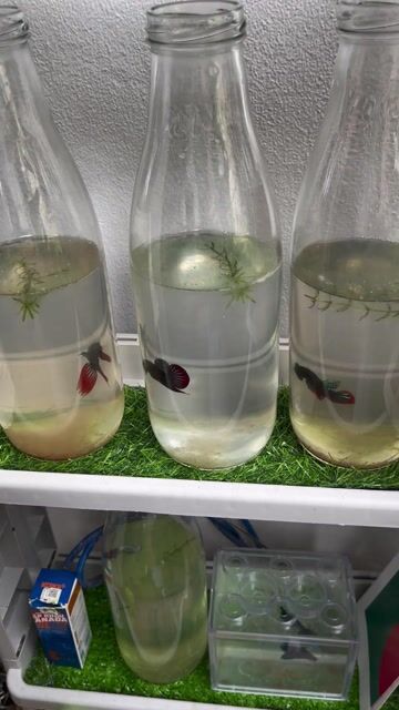 Cá Betta 11 con Đa dạng Hàng tuyển. Mua bán Thú cưng khác tại Thành phố Nam Định Nam Định được đăng bởi Hai Dang hình 1