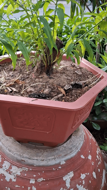 Cây cảnh Đào Tốt tươi. Mua bán Cây cảnh, đồ trang trí tại Quận 4 Tp Hồ Chí Minh được đăng bởi Hạnh hình 1