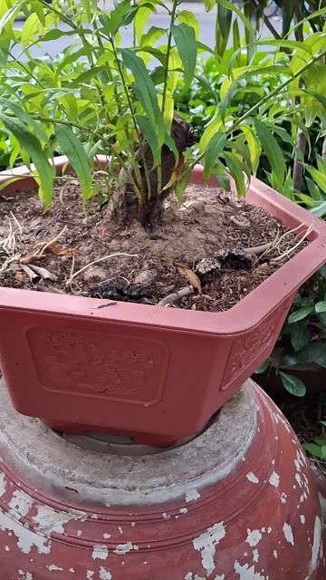 Cây cảnh Đào Tốt tươi. Mua bán Cây cảnh, đồ trang trí tại Quận 4 Tp Hồ Chí Minh được đăng bởi Hạnh hình 1