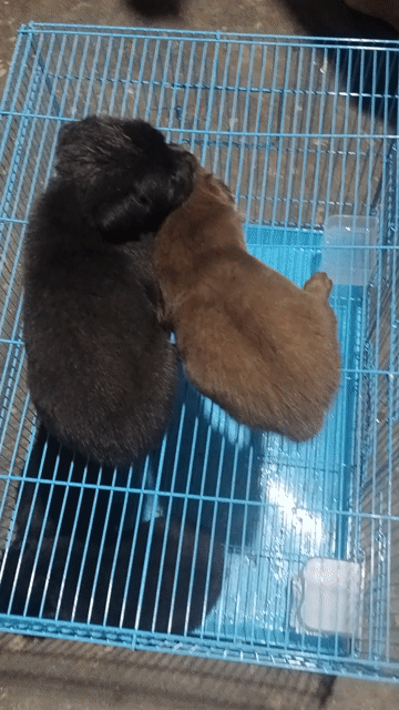 gấu bắc hà lại phú quốc . Mua bán Chó tại Quận 12 Tp Hồ Chí Minh được đăng bởi Lê Đình Bảo Minh hình 1