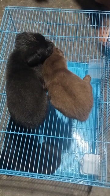 gấu bắc hà lại phú quốc . Mua bán Chó tại Quận 12 Tp Hồ Chí Minh được đăng bởi Lê Đình Bảo Minh hình 1