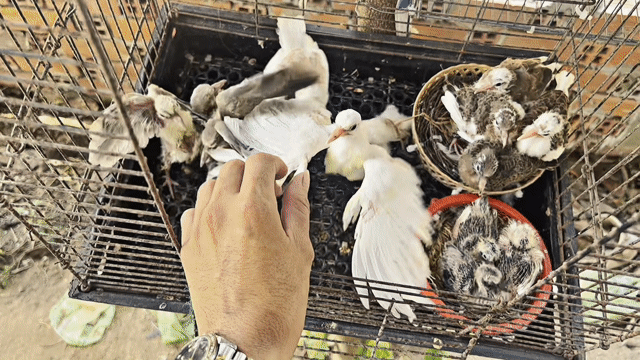 Chim cu gáy nhiều màu. Mua bán Chim tại Huyện Lai Vung Đồng Tháp được đăng bởi Nguyễn Văn Vàng hình 1