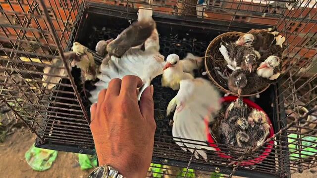 Chim cu gáy nhiều màu. Mua bán Chim tại Huyện Lai Vung Đồng Tháp được đăng bởi Nguyễn Văn Vàng hình 1