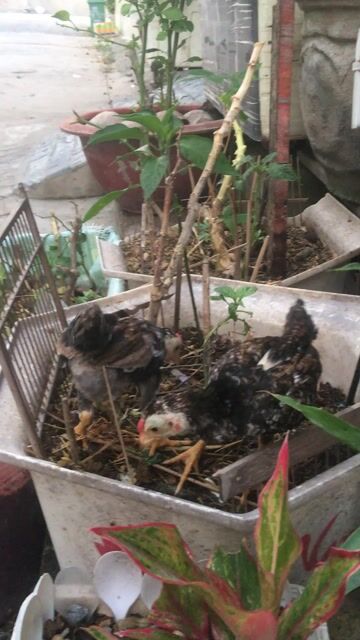 Gà tre giống nhỏ trống 2 tháng Đen trắng nâu. Mua bán Gà tại Quận 12 Tp Hồ Chí Minh được đăng bởi DungPhu hình 1