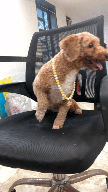 Bé gái Poodle tiny lùn. Mua bán Chó tại Quận Bình Thạnh Tp Hồ Chí Minh được đăng bởi PET SHOP NẮNG hình 1