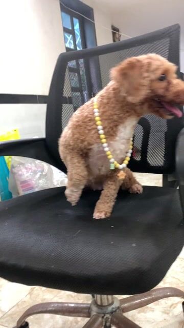 Bé gái Poodle tiny lùn. Mua bán Chó tại Quận Bình Thạnh Tp Hồ Chí Minh được đăng bởi PET SHOP NẮNG hình 1