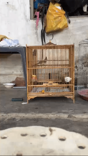 Chim chào mào non trống tố chất ché hay. Mua bán Chim tại Quận 8 Tp Hồ Chí Minh được đăng bởi Chào mào bổi  hình 1