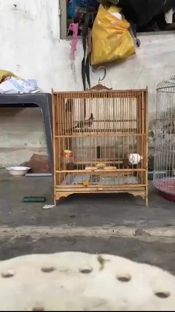 Chim chào mào non trống tố chất ché hay. Mua bán Chim tại Quận 8 Tp Hồ Chí Minh được đăng bởi Chào mào bổi  hình 1