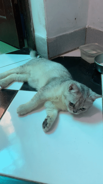 Mèo Anh Silver đực 2 tháng tuổi. Mua bán Mèo tại Quận Ba Đình Hà Nội được đăng bởi Tuấn Anh hình 1