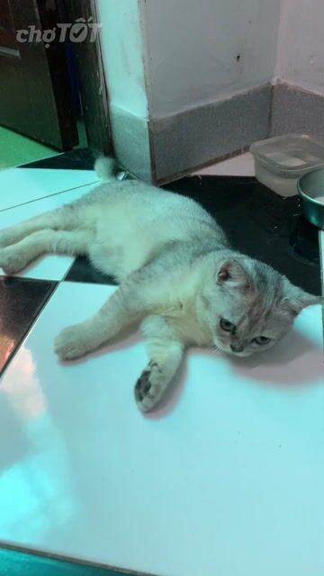 Mèo Anh Silver đực 2 tháng tuổi. Mua bán Mèo tại Quận Ba Đình Hà Nội được đăng bởi Tuấn Anh hình 1