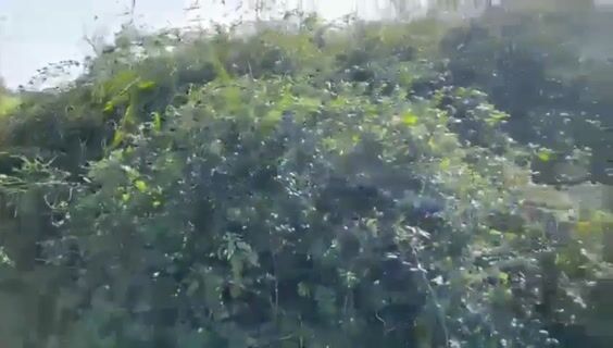 Les marais font rêver