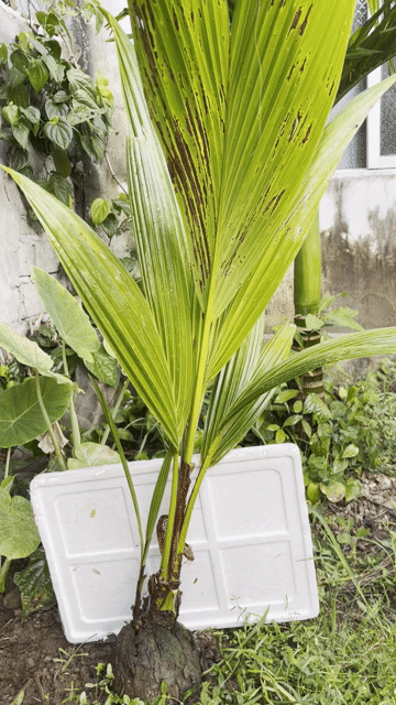 Cây dừa 2 ngọn. Mua bán Cây cảnh, đồ trang trí tại Huyện Vĩnh Bảo Hải Phòng được đăng bởi Tiến Đoàn hình 1