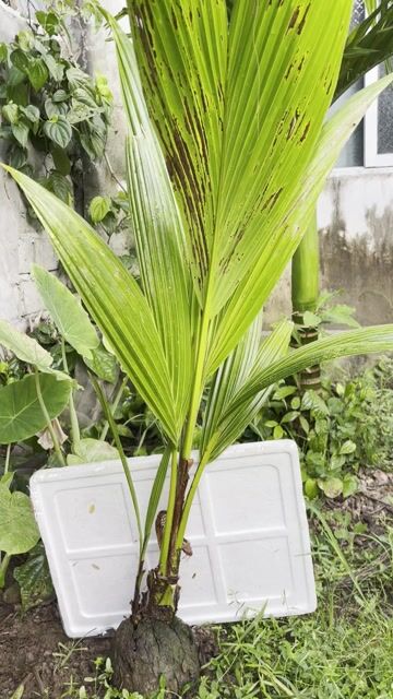 Cây dừa 2 ngọn. Mua bán Cây cảnh, đồ trang trí tại Huyện Vĩnh Bảo Hải Phòng được đăng bởi Tiến Đoàn hình 1
