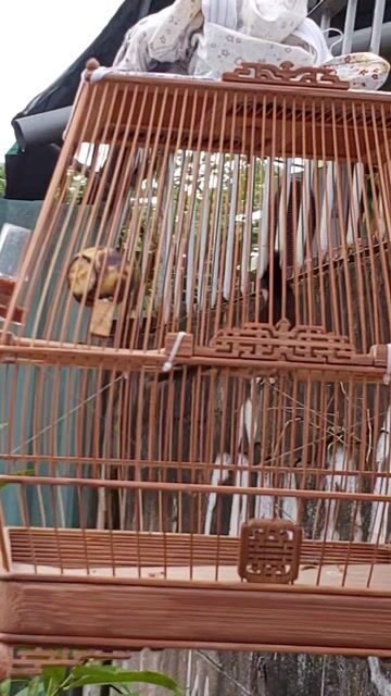 BỔI MÙA ĐẦU, TO DÀI, CAFE TỐT. Mua bán Chim tại Quận 7 Tp Hồ Chí Minh được đăng bởi Chào Mào VIP hình 1