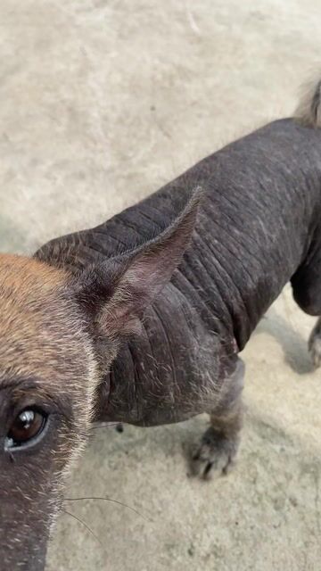 Chó con Nâu đen khỏe mạnh. Mua bán Chó tại Huyện Đức Hòa Long An được đăng bởi Nguyễn Thành hình 1