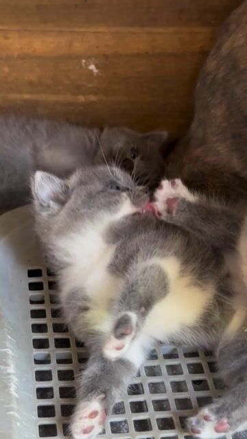 Mèo Munchkin đực Xám, tam thể. Mua bán Mèo tại Quận 7 Tp Hồ Chí Minh được đăng bởi Mẫn Nhi hình 1