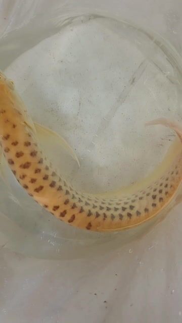 Cá Ngân Long Ablino Full Belly 75-78cm. Mua bán Thú cưng khác tại Thành phố Biên Hòa Đồng Nai được đăng bởi Tuyên hình 1