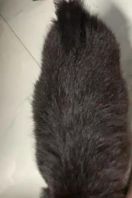 Chó nhật nhà đẻ bán. Mua bán Chó tại Thành phố Buôn Ma Thuột Đắk Lắk được đăng bởi Lương Hòa hình 1