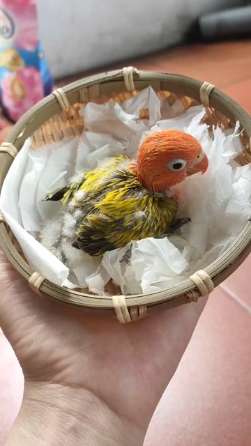 Vẹt non Cam, vàng, đen. Mua bán Chim tại Quận Hai Bà Trưng Hà Nội được đăng bởi Shop chim cảnh hình 1