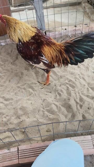 chuối bông 3kg4 tay cụt sắt. Mua bán Gà tại Huyện Chợ Mới An Giang được đăng bởi Thắng gà đá long xuyên hình 1